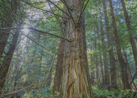 The League will manage the ranch’s second-growth redwood forest to accelerate development of old-growth forest characteristics on which the ecosystem’s plants and animals depend. Photo by Mike Shoys.