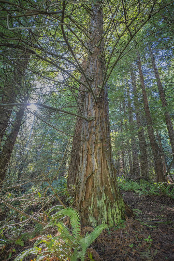 The League will manage the ranch’s second-growth redwood forest to accelerate development of old-growth forest characteristics on which the ecosystem’s plants and animals depend. Photo by Mike Shoys.