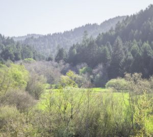 Save the Redwoods League has purchased Westfall Ranch, forever protecting its beautiful forest and meadows and buffering famous Headwaters Forest Reserve, home of an ancient redwood forest in Humboldt County. Photo by Mike Shoys.