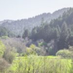 League donors’ gifts forever protect Westfall Ranch’s beautiful forest and meadows, which buffer Headwaters Forest Reserve, home of an ancient redwood forest. Photo by Mike Shoys