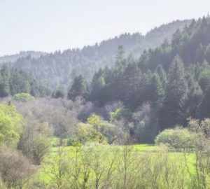 League donors’ gifts forever protect Westfall Ranch’s beautiful forest and meadows, which buffer Headwaters Forest Reserve, home of an ancient redwood forest. Photo by Mike Shoys