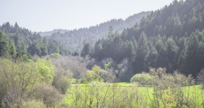 League donors’ gifts forever protect Westfall Ranch’s beautiful forest and meadows, which buffer Headwaters Forest Reserve, home of an ancient redwood forest. Photo by Mike Shoys