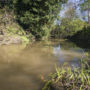 The Elk River runs through Westfall Ranch. A habitat assessment will be conducted to determine the best way to restore the river. Recommended actions will likely include removal of sediment to improve water quality and adding large fallen trees back into the stream system to help re-establish pools, shade and cover for coho and other imperiled fish in the salmon family. Photo by Mike Shoys.