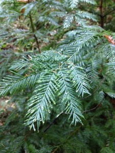 Wet redwood foliage