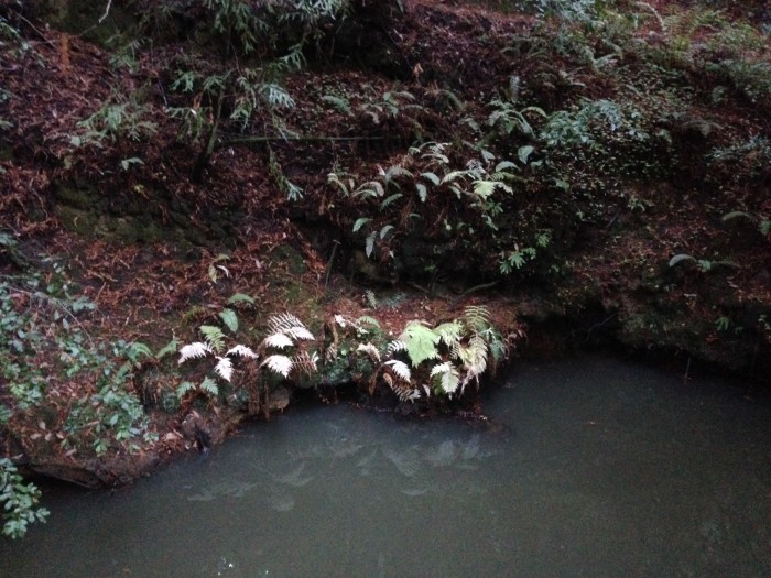 Winter White Fern