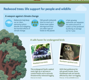 Why Protect Redwoods Infographic