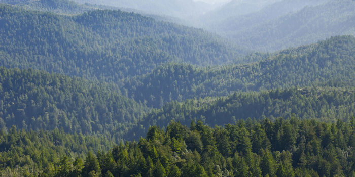 San Vicente Redwoods. Photo by William K. Matthias