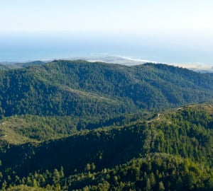 San Vicente Redwoods