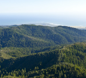 San Vicente Redwoods