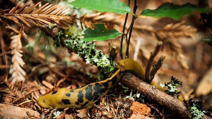 Banana slug on forest floor
