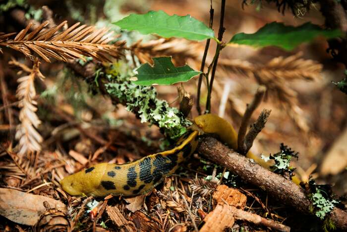 Banana Slug
