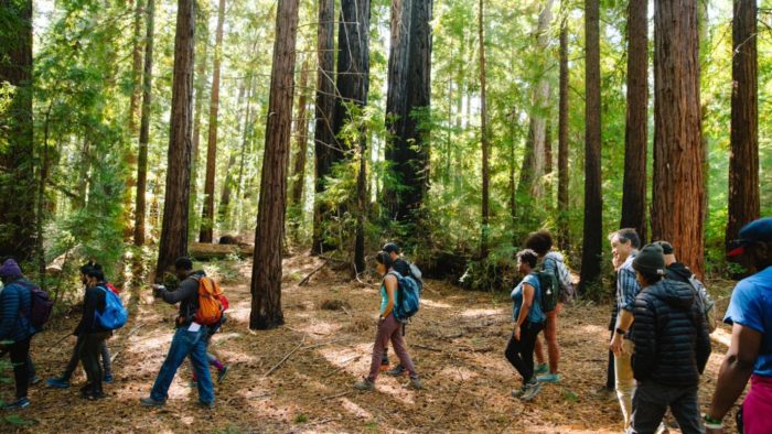 redwood forest landscape