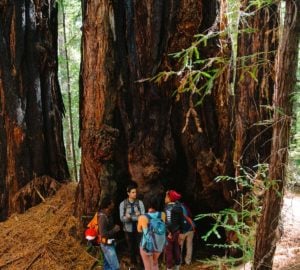 A diverse group of young adults, all people of color, gather at the base of a redwood.