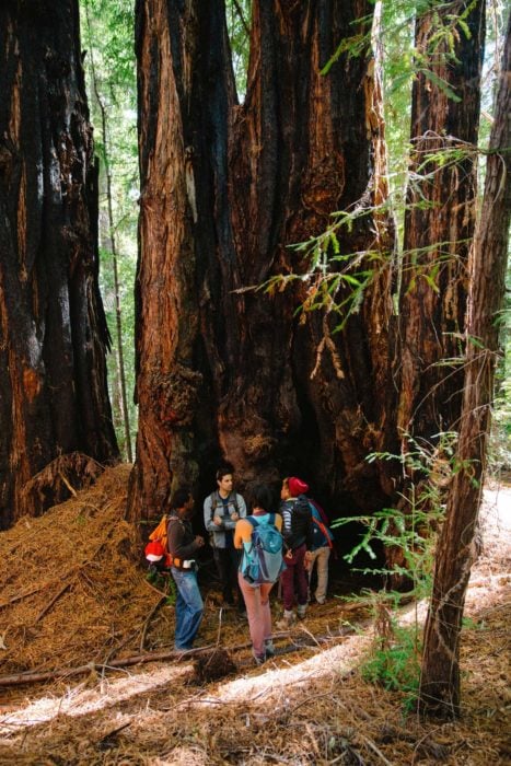 A diverse group of young adults, all people of color, gather at the base of a redwood.