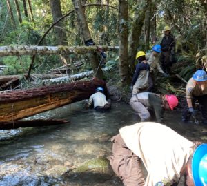 Redwoods Rising continues groundbreaking work in northern forests