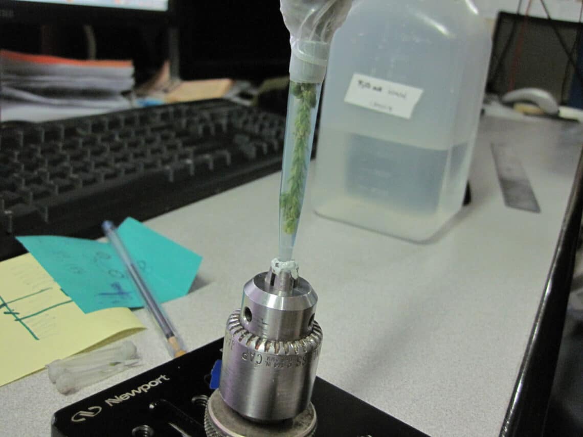 Coast redwood leaf sample being calibrated in scientific equipment