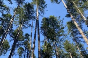 The same stand, thinned to more typical second-growth density. This will allow the remaining trees and understory to return to old growth characteristics faster.