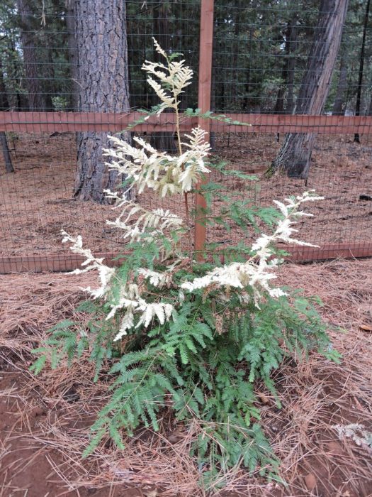 Albino redwood chimera. Photo by Tom Stapleton