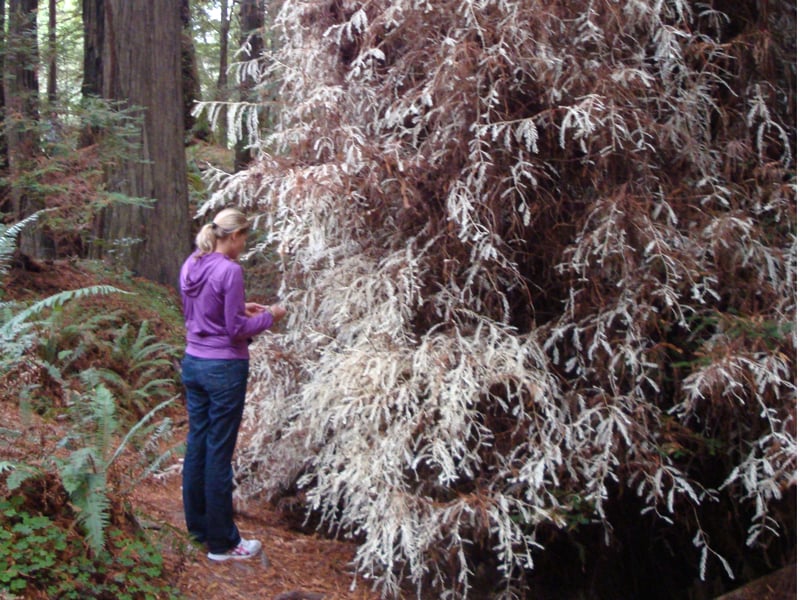 A person standing next to a bushy, white albino redwood.
