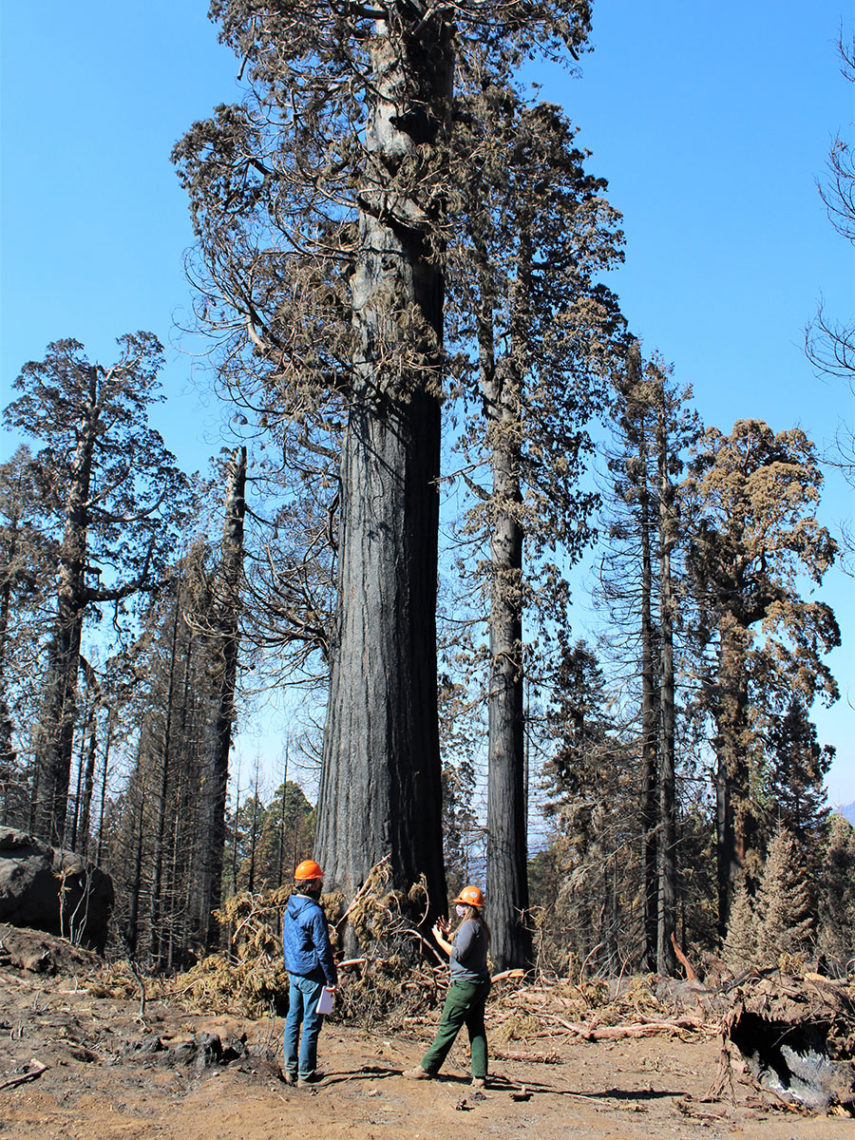 sequoia trees damaged by wildfire