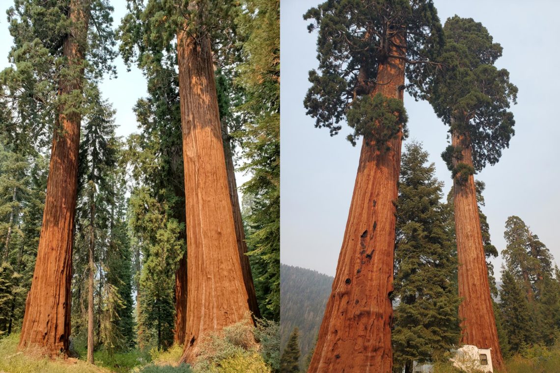 Giant sequoia trees at Alder Creek