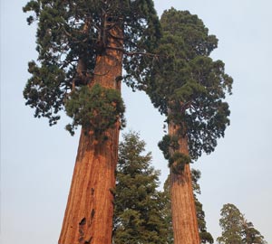 Giant sequoia trees at Alder Creek