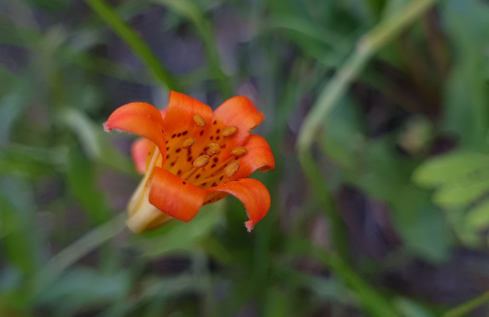 Alpine Lily is a wildflower found in redwood forests. Photo by Sean Munson