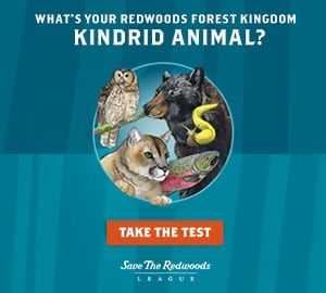 Take the Animal Personality Quiz