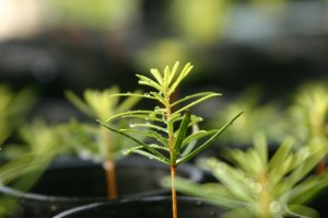 Redwood seedlings.