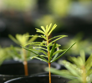 Redwood seedlings.