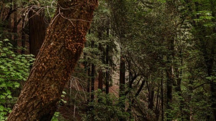 Winding path through redwoods forest