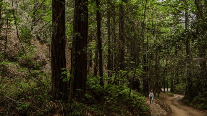 Woman on a less-tread path next to a well-trodden path in a redwoods forest