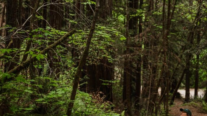 Woman walking in a redwoods forest where two paths converge. One is well trodden, the other less travelled.