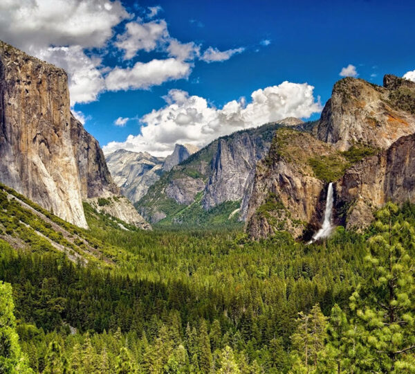 Bid on unforgettable redwood adventures