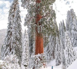 Alder Creek’s giant sequoia protected