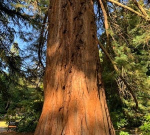 A giant sequoia planted in the 1890s in Australia