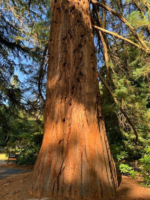 A giant sequoia planted in the 1890s in Australia