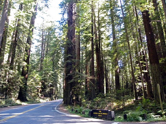 The GCA Grove is located about 220 miles north of San Francisco in Humboldt Redwoods State Park. The grove entrance is marked by two wooded signs along the Avenue of the Giants Scenic Parkway.