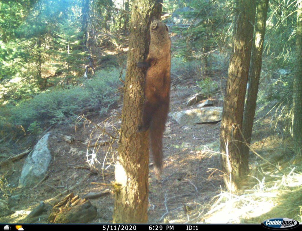 Pacific Fisher