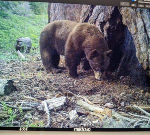 Bear at Red Hill