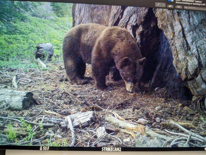 Bear at Red Hill