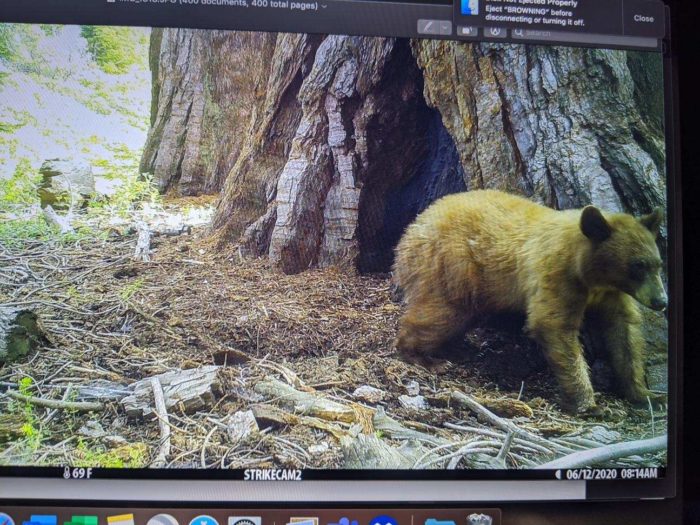 bears at Red Hill