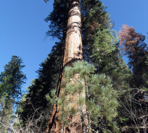 Beaver Creek sequoia.