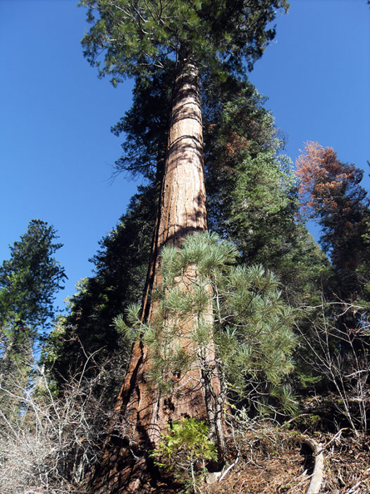 Beaver Creek sequoia.