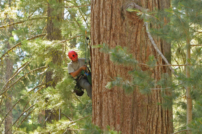 research scientists climbing trees