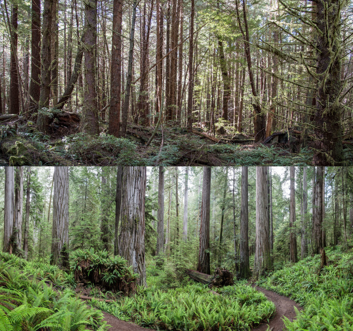 Before and after protection of a redwood forest