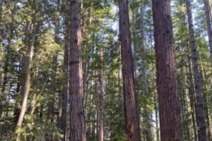 A stand of previously logged second-growth forest with dense, unhealthy structure.