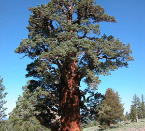 Bennett Juniper is quite large! Our property caretaker is standing to the right of the tree.