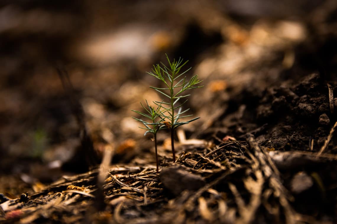 Giant sequoia seedling