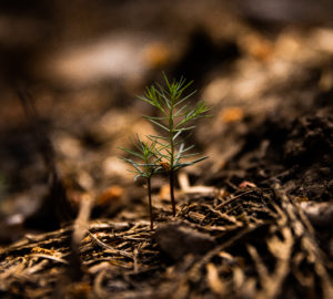 Giant sequoia seedling